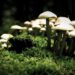 Mushrooms can talk to each other and have a vocabulary of 50 words