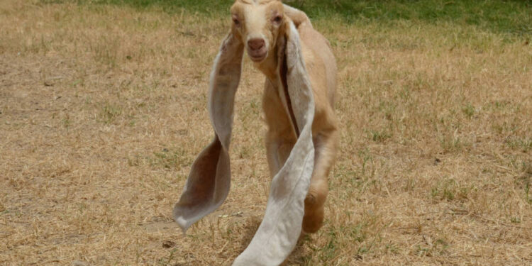 Meet Simba, The Pakistani Goat With Ears So Long He Might Set A World Record