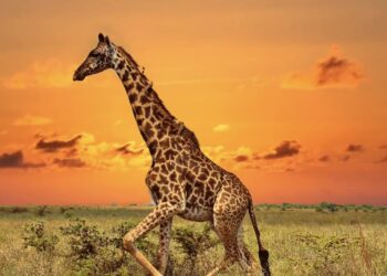 Indigo’s epic safari to Africa begins!