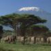 Kenya Voted the World’s Leading Safari Destination of 2024