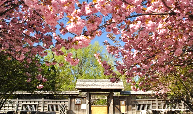 Spring is in the air at Kariya Park!