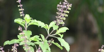 Tulsi & Honey -Excellent Rejuvenators!