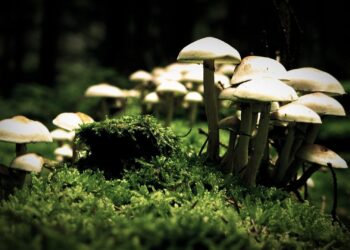 Mushrooms can talk to each other and have a vocabulary of 50 words