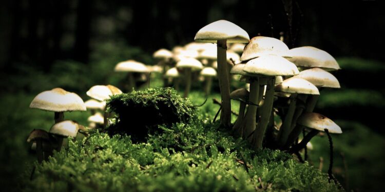 Mushrooms can talk to each other and have a vocabulary of 50 words