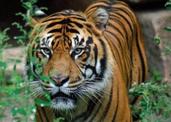 WWF congratulates Nepal for historic doubling of wild tiger numbers