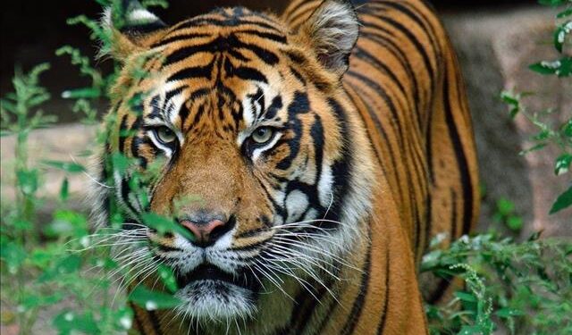 WWF congratulates Nepal for historic doubling of wild tiger numbers