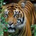 WWF congratulates Nepal for historic doubling of wild tiger numbers
