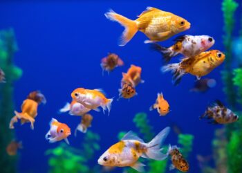 Ripley’s Aquarium of Canada Taps Blue Door Agency