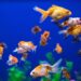 Ripley’s Aquarium of Canada Taps Blue Door Agency