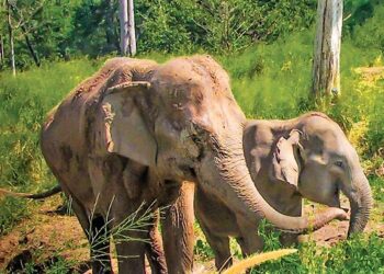 #WorldElephantDay celebrated @ Periyar, Kerala