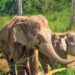 #WorldElephantDay celebrated @ Periyar, Kerala
