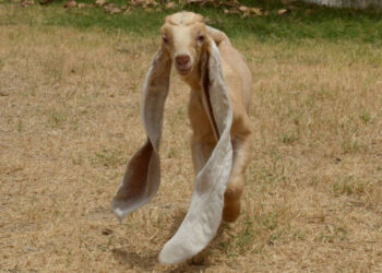 Meet Simba, The Pakistani Goat With Ears So Long He Might Set A World Record