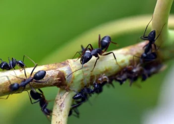 20,000,000,000,000,000 ants live on Earth, and they weigh one-fifth of the total weight of humans