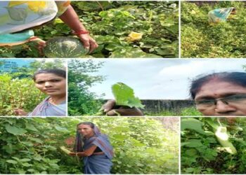 Poshan Vatikas or Nutri- gardens being set up across the country