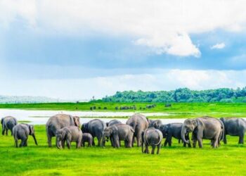 An Adventure into the Wild: The National Parks of Sri Lanka