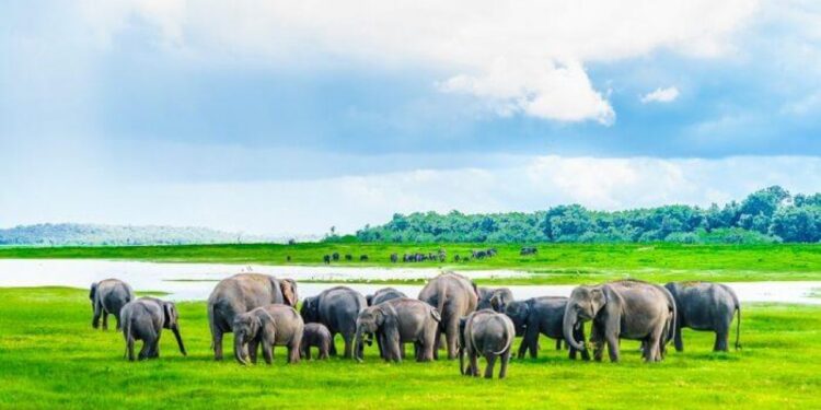 An Adventure into the Wild: The National Parks of Sri Lanka