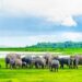 An Adventure into the Wild: The National Parks of Sri Lanka