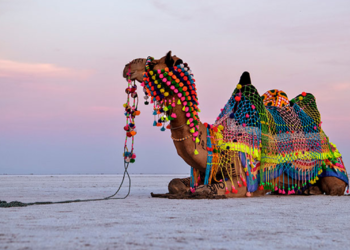 “Golden Sands of Rajasthan”