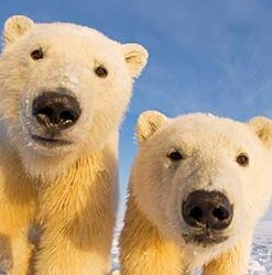 Climb the CN Tower and help wildlife numbers climb too!