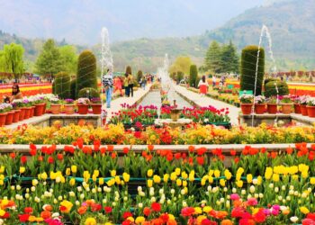 Tulip Garden goes full bloom!