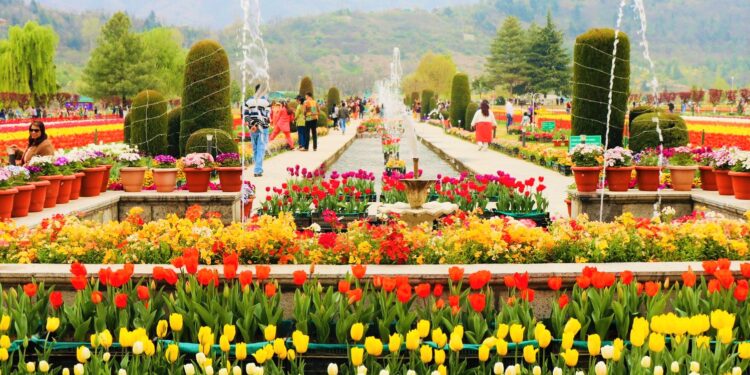 Tulip Garden goes full bloom!