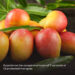 Mango Festival @ Jio World Drive!