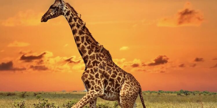 Indigo’s epic safari to Africa begins!