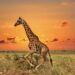 Indigo’s epic safari to Africa begins!