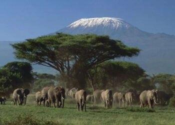 Kenya Voted the World’s Leading Safari Destination of 2024