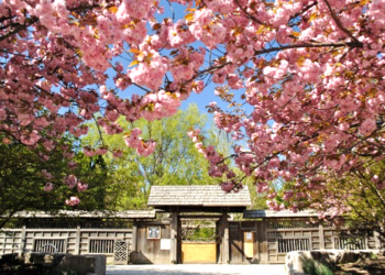 Spring is in the air at Kariya Park!