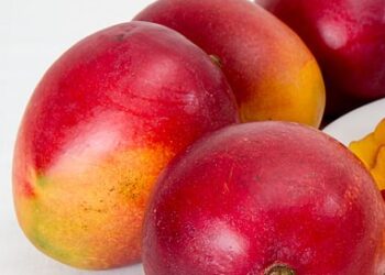 Sweet Harvest: Mango Festival 2024