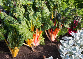 Get harvest ready at a fall garden care workshop