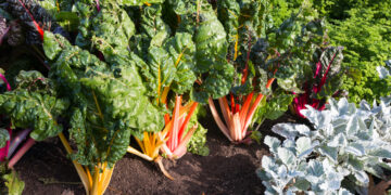 Get harvest ready at a fall garden care workshop