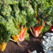 Get harvest ready at a fall garden care workshop