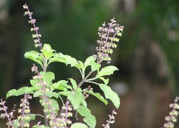 Tulsi & Honey -Excellent Rejuvenators!