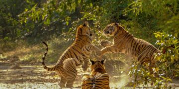 Central India’s Largest Protected Forest Network