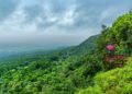 Amarkantak: A Forest Wellness Destination