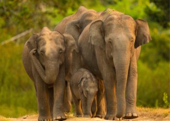 Karnataka Tourism to participate in TTF Mumbai 2026