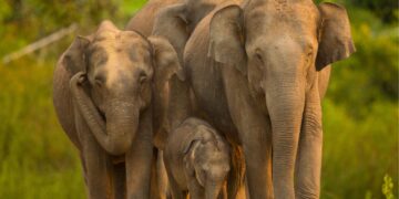 Karnataka Tourism to participate in TTF Mumbai 2026