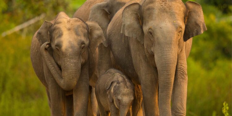 Karnataka Tourism to participate in TTF Mumbai 2026